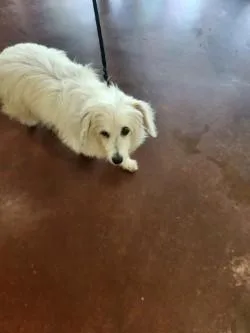An adult small-sized female Maltese dog named Nola for adoption in New Orleans, LA