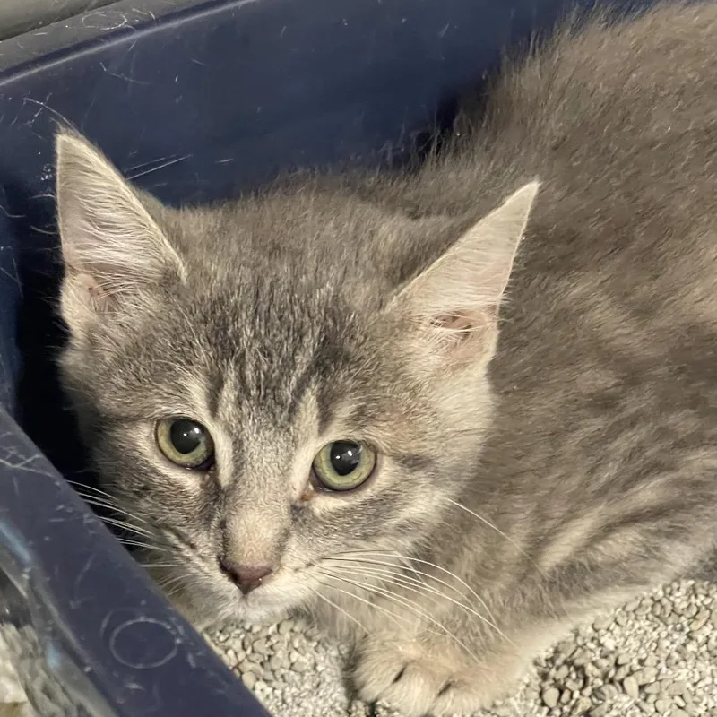 A baby small-sized male Gray / Blue / Silver Domestic Short Hair cat named Rob for adoption in Tulsa, OK