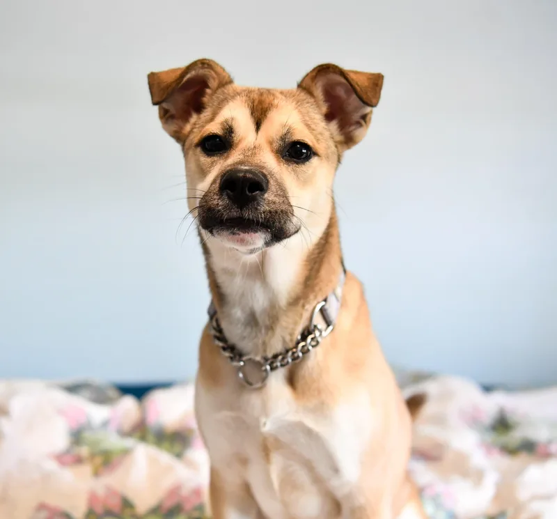 A young medium-sized female Yellow / Tan / Blond / Fawn Shepherd dog named Violet for adoption in Fort Collins, CO