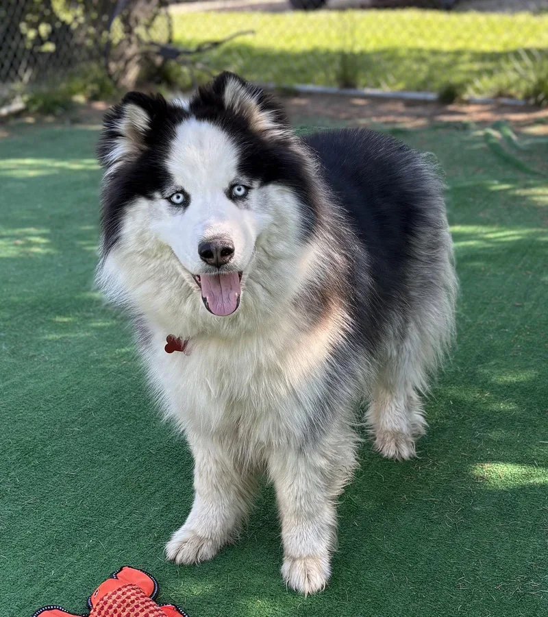 A young medium-sized male Husky dog named Presley for adoption in Spring Lake, NJ