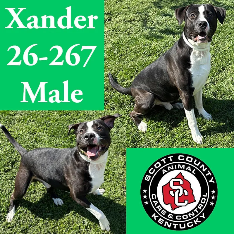 An adult large-sized male Pit Bull Terrier dog named Xander for adoption in Georgetown, KY