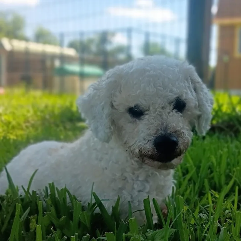 Georgie  Little Lamb thumbnail 5
