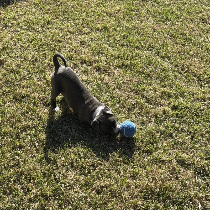 Indieanna thumbnail 3