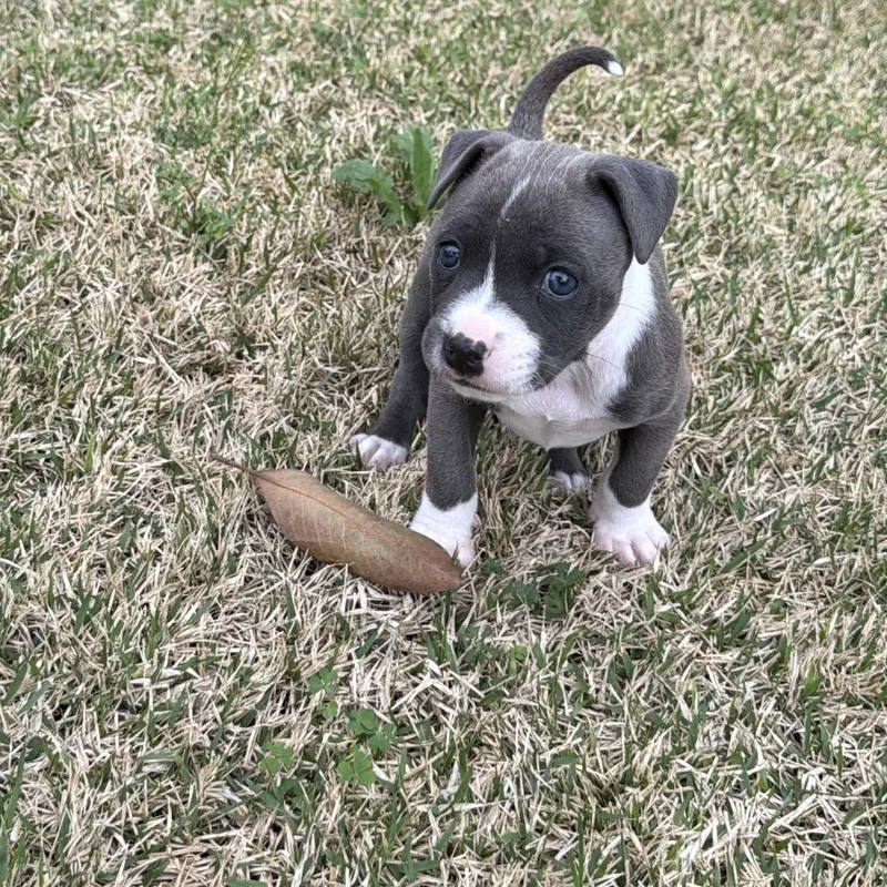 Indieanna thumbnail 4