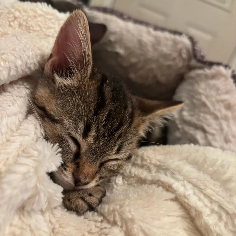 A baby small-sized female Brown / Chocolate Domestic Short Hair cat named Lucy for adoption in Madison, WI
