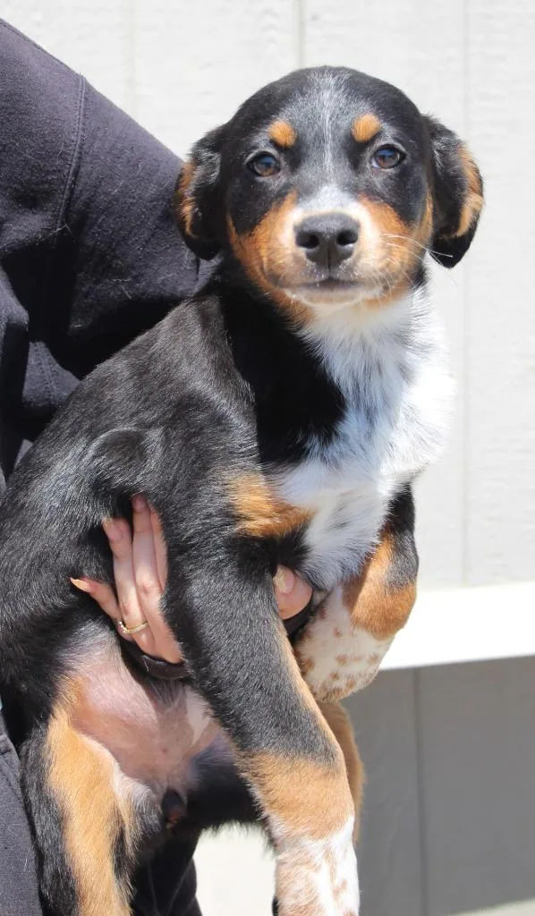 A baby medium-sized female Cattle Dog dog named Hope for adoption in Vacaville, CA