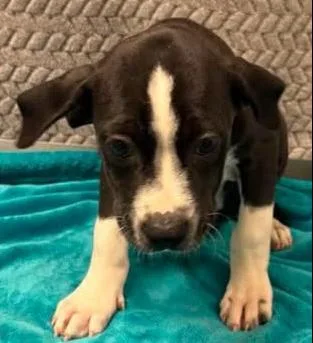 A baby small-sized female Mixed Breed dog named Chicken Buscuit for adoption in Lampasas, TX