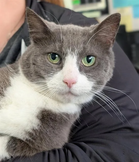 An adult medium-sized female Domestic Short Hair cat named Joanne for adoption in Canfield, OH