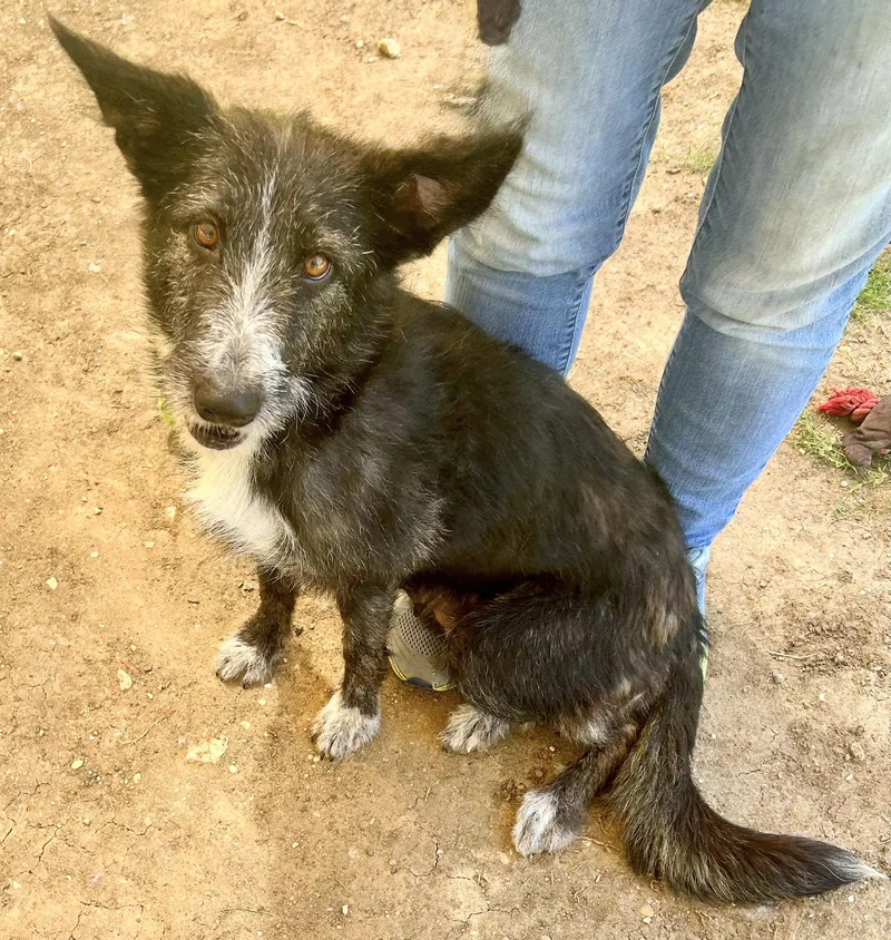 An adult large-sized female Black Mixed Breed dog named Poppy for adoption in Georgetown, TX
