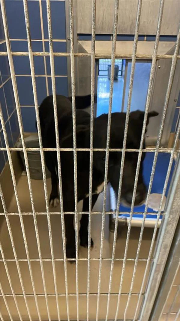 An adult large-sized male Mixed Breed dog named Koda for adoption in Austin, TX