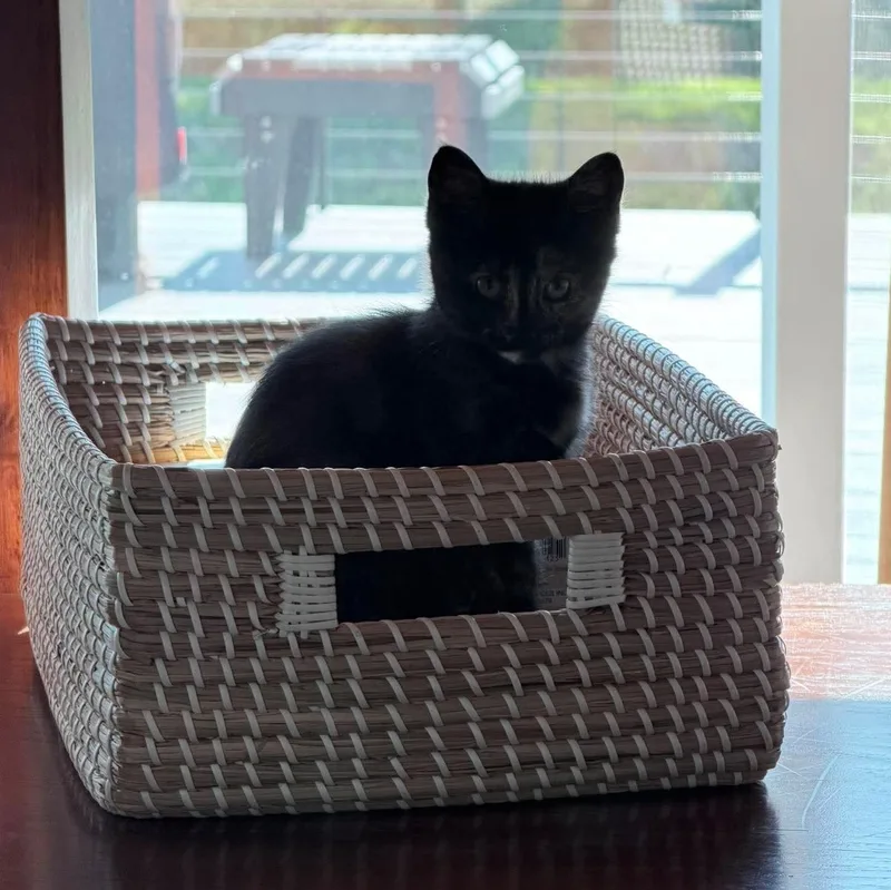 A baby medium-sized female Tortoiseshell cat named Zara for adoption in Fairborn, OH
