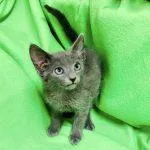 A baby medium-sized male Gray / Blue / Silver Domestic Short Hair cat named Oak for adoption in Green Valley, AZ