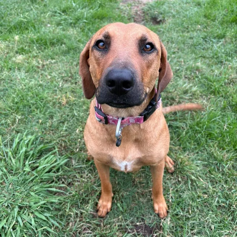 A young medium-sized female Brown / Chocolate Black Mouth Cur dog named Blossom for adoption in Bryan, TX