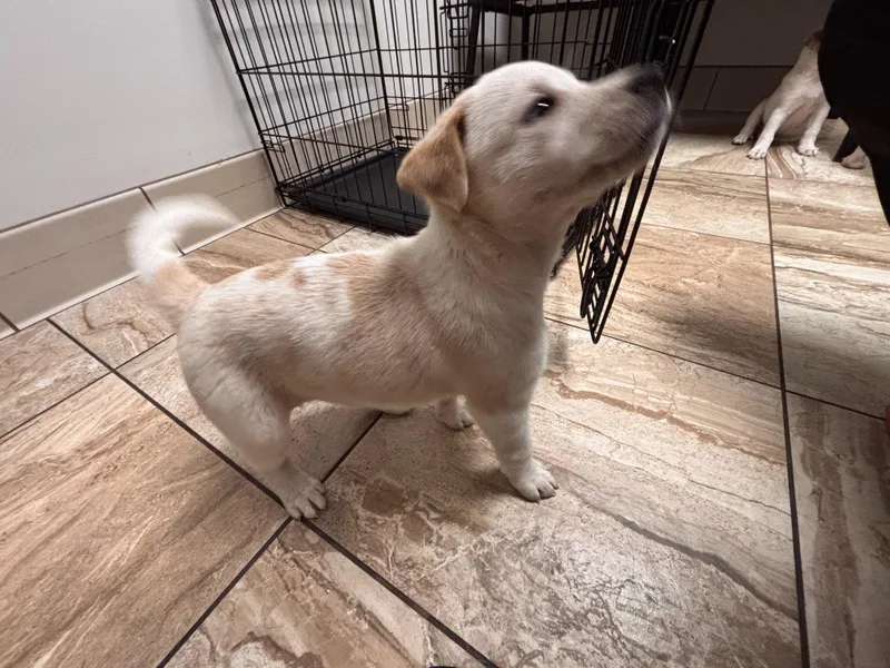 A baby medium-sized female Australian Cattle Dog / Blue Heeler dog named Franny for adoption in Pflugerville, TX