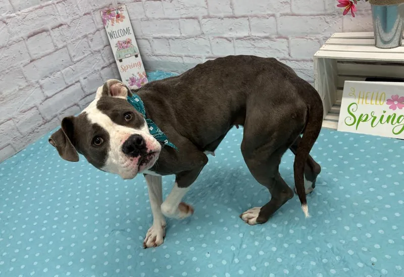 An adult medium-sized female Mixed Breed dog named Octavia for adoption in Detroit, MI