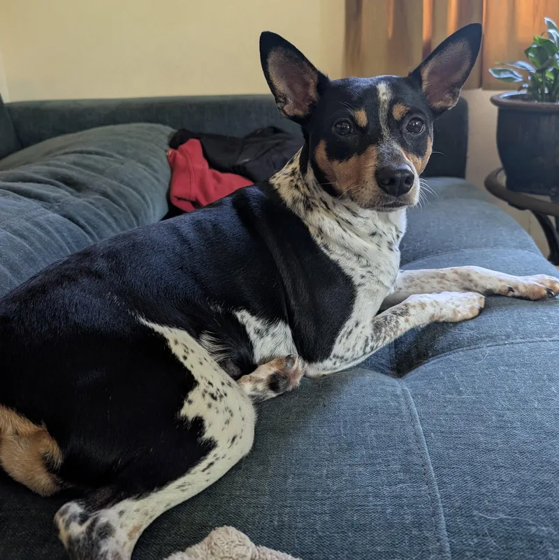 An adult small-sized female Terrier dog named Fawn for adoption in Topeka, KS