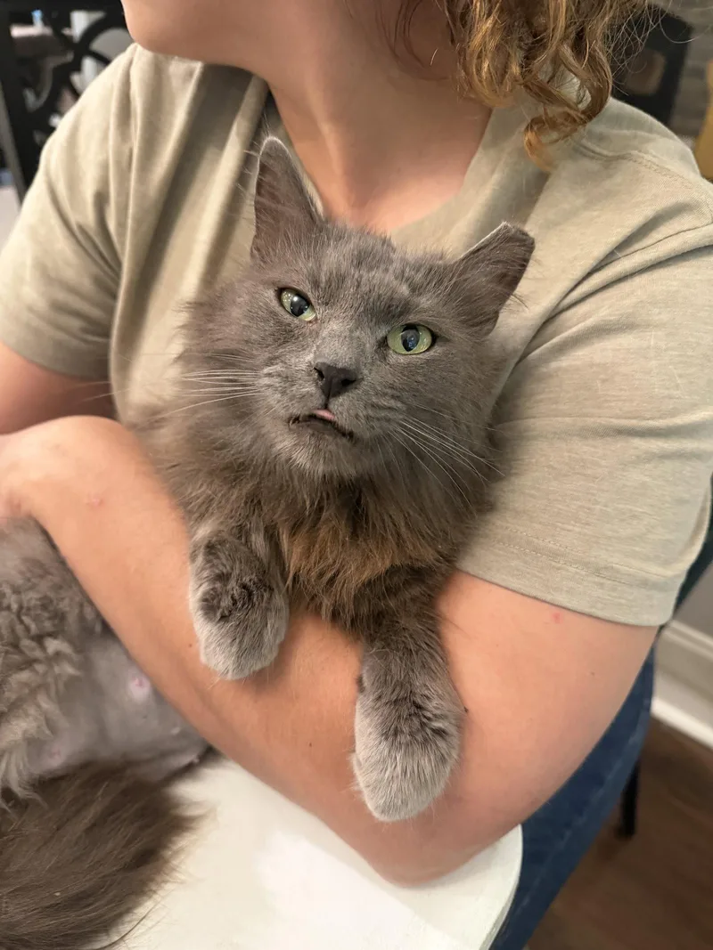 A young medium-sized female Nebelung cat named Filibuster for adoption in Camden, SC