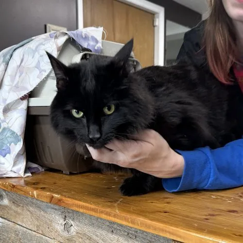 An adult medium-sized female Black Domestic Long Hair cat named Obsidian for adoption in Tipp City, OH