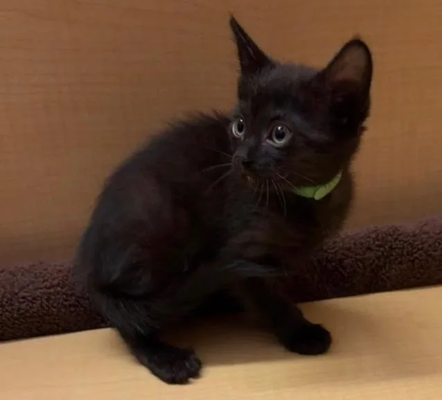 A baby small-sized female Domestic Short Hair cat named Kitkat for adoption in Camarillo, CA