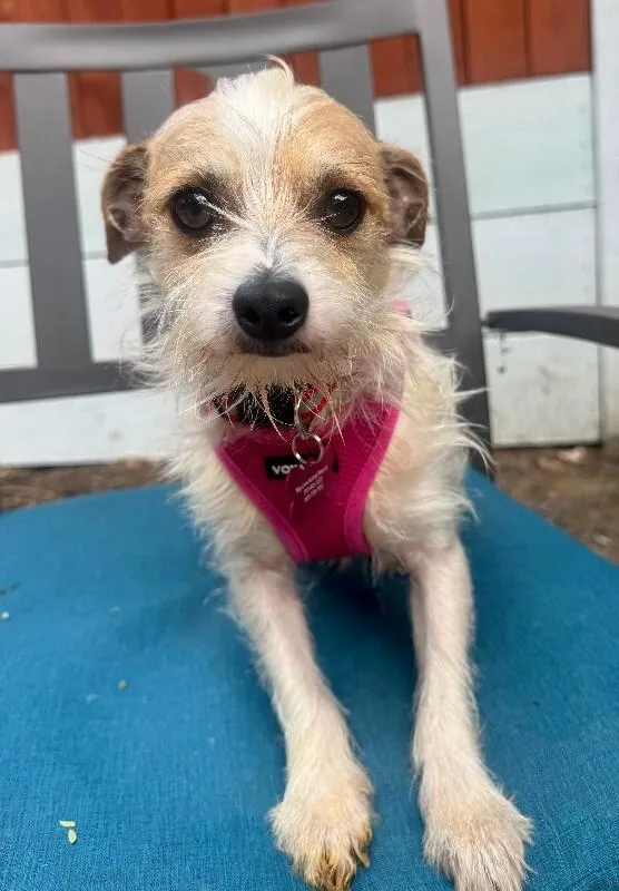 An adult small-sized male White / Cream Mixed Breed dog named Bentley for adoption in Valley Village, CA