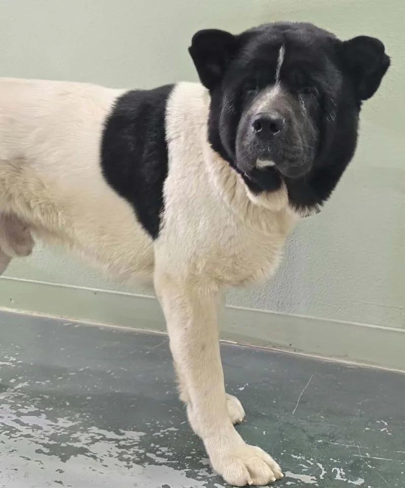 An adult large-sized male Akita dog named Auggie for adoption in Hillsdale, IN