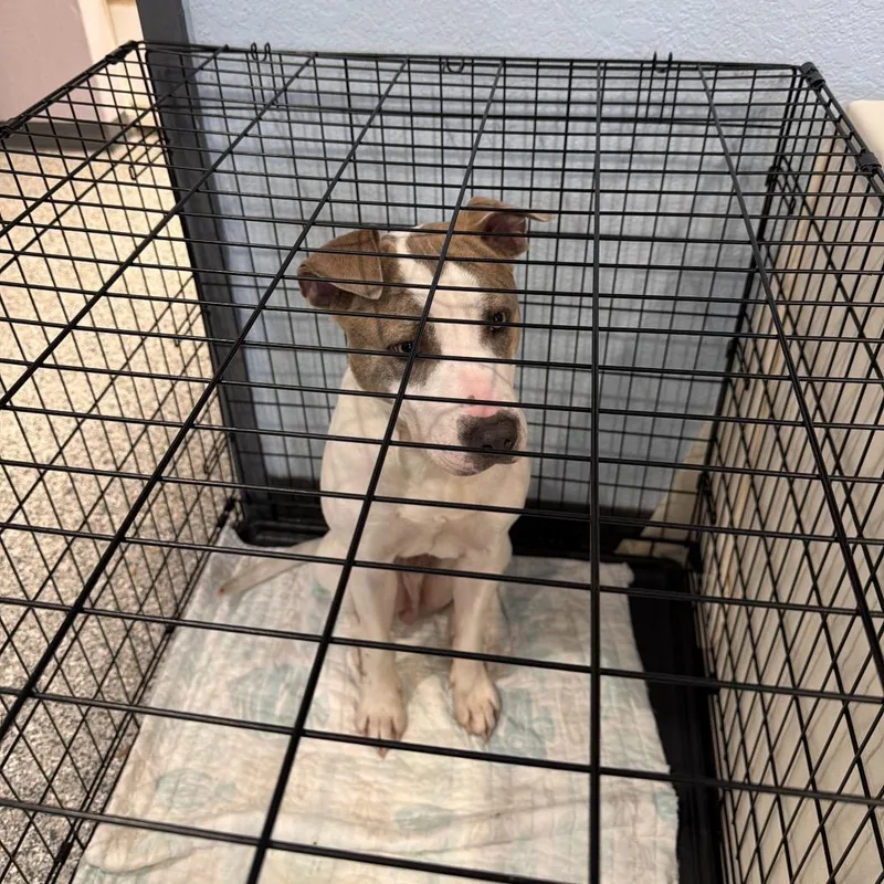 A young medium-sized male White / Cream Mixed Breed dog named Kiko for adoption in Port Charlotte, FL