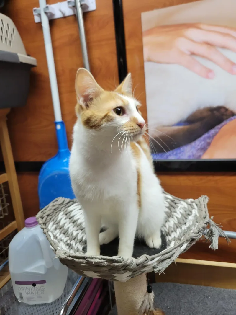 An adult medium-sized male Orange & White Domestic Short Hair cat named Eddie Spaghetti for adoption in Social Circle, GA