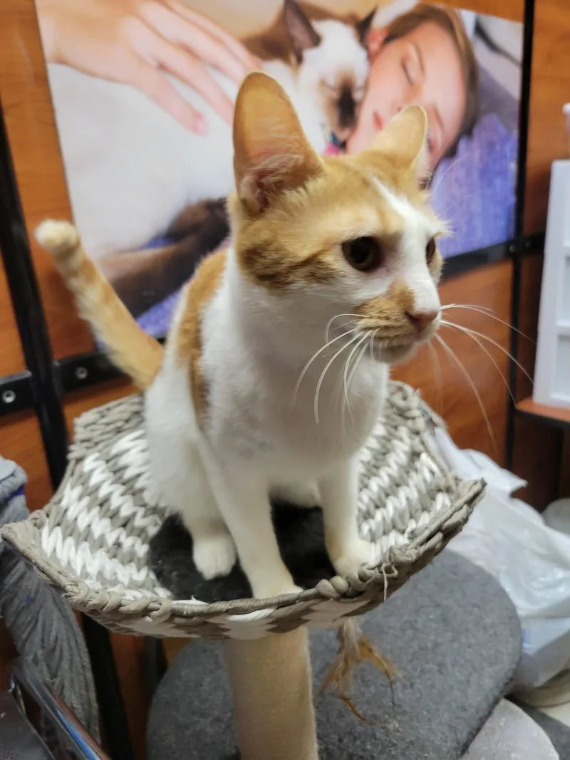 Eddie Spaghetti thumbnail 3