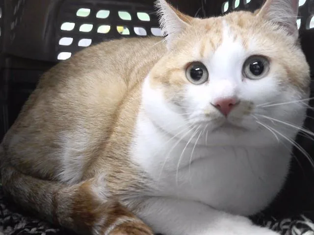 A young small-sized male Domestic Short Hair cat named Winston for adoption in Omaha, NE