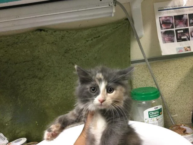 A baby small-sized female Domestic Short Hair cat named Silky for adoption in Riverside, CA