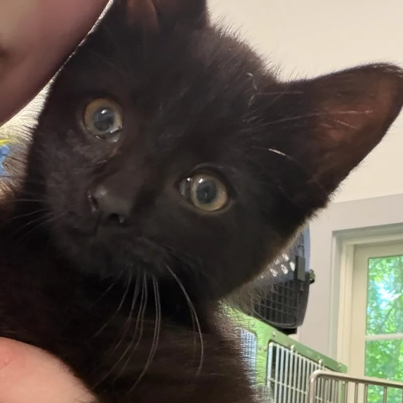 A baby small-sized female Black Domestic Short Hair cat named Luna for adoption in Calverton, NY