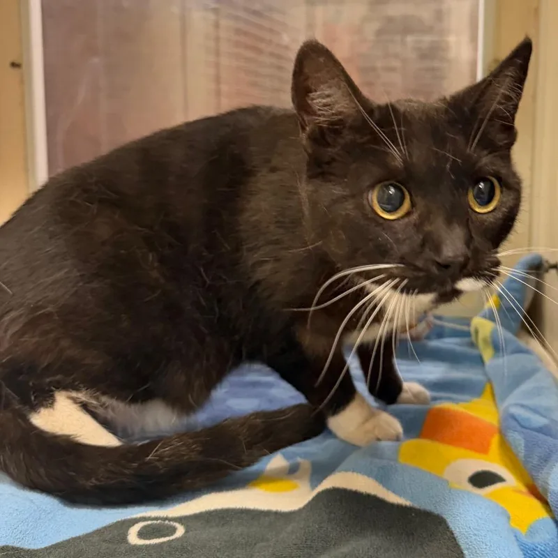 A senior medium-sized female Black Domestic Short Hair cat named Skittles for adoption in Yuma, AZ