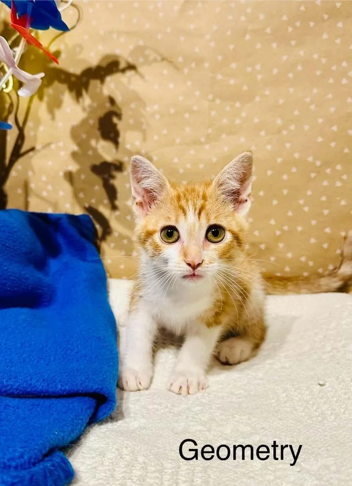 A baby small-sized male Domestic Short Hair cat named Geometry for adoption in Groveland, MA