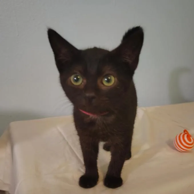 A baby small-sized female Black Domestic Short Hair cat named Xandra for adoption in North Port, FL