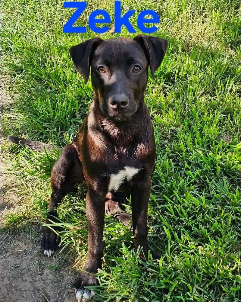 Zeke