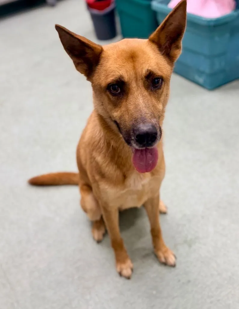 A young medium-sized male German Shepherd Dog dog named Teddy for adoption in Danielsville, GA