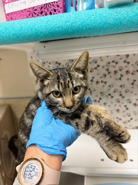 A baby small-sized male Domestic Short Hair cat named Teddy for adoption in Riverside, CA