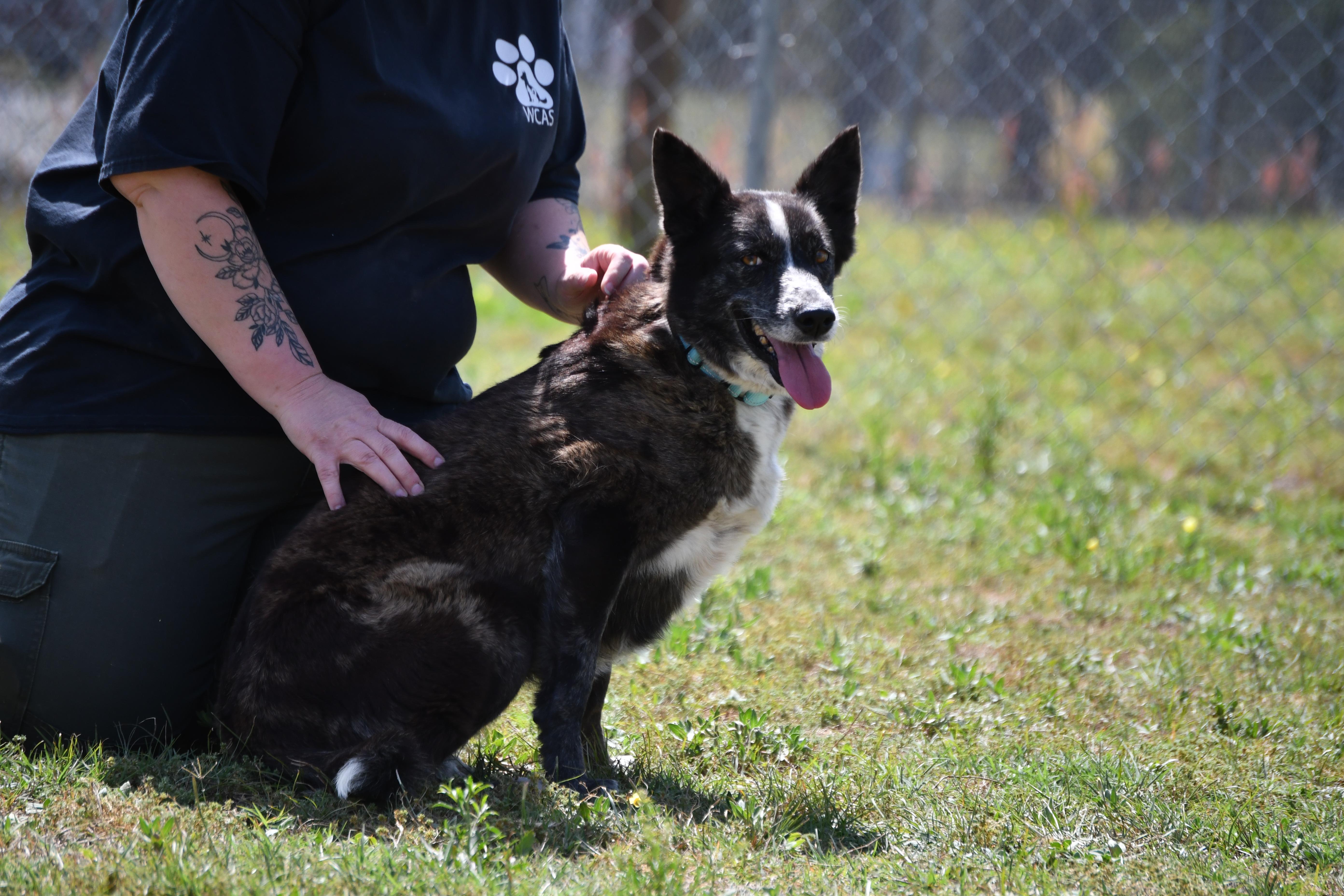 An adult medium-sized female Gray / Blue / Silver German Shepherd Dog dog named Layla for adoption in Defuniak Springs, FL