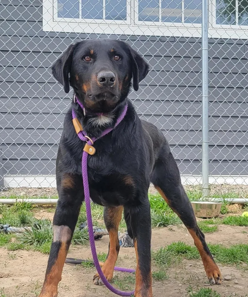 A young large-sized male Black Mixed Breed dog named Little Man for adoption in Cooperstown, NY