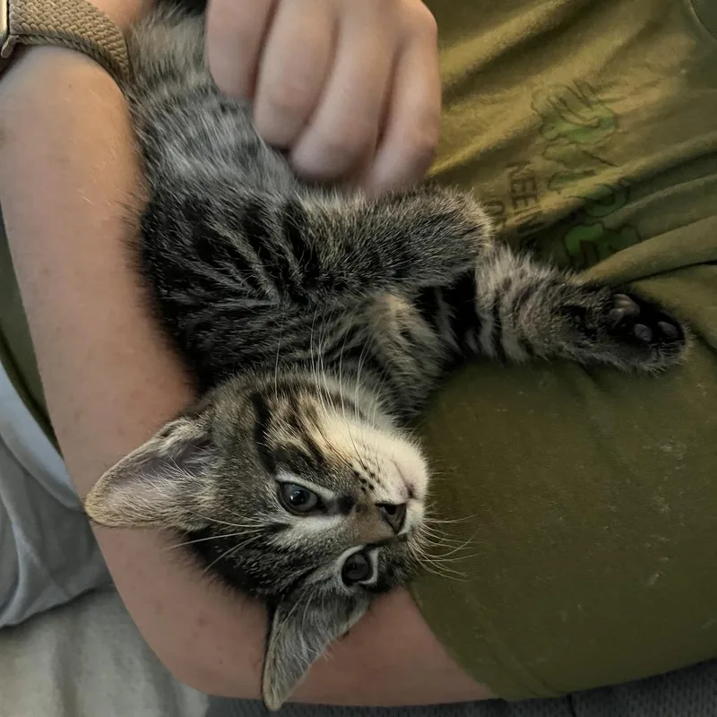 A baby small-sized male Brown / Chocolate Domestic Short Hair cat named Banjo for adoption in Harrisonburg, VA