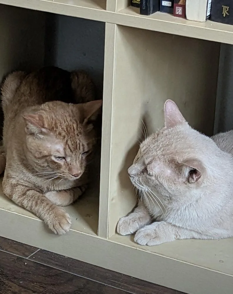 An adult medium-sized male Tabby cat named Duke for adoption in Dallas, TX