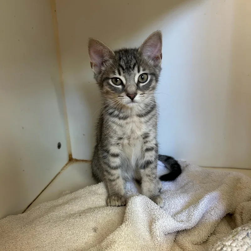 A baby medium-sized female Black Domestic Short Hair cat named Fern for adoption in Kent, WA