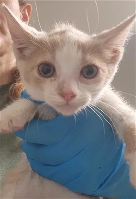 A baby small-sized female Domestic Short Hair cat named Cinnamon for adoption in Bakersfield, CA