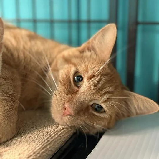 An adult medium-sized male Orange / Red Domestic Short Hair cat named Blue Collar Cosplay for adoption in Davenport, IA