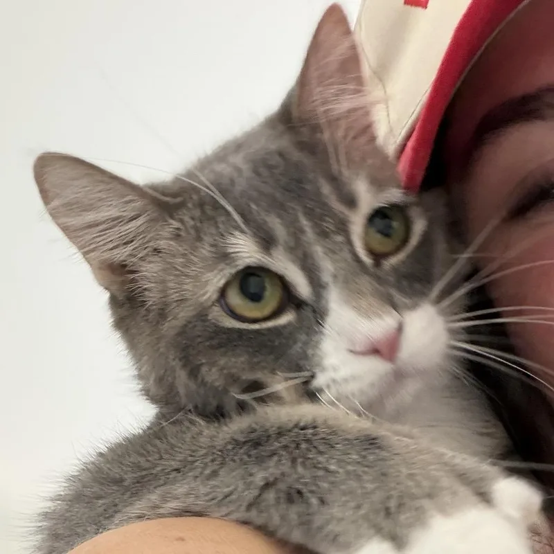 A young medium-sized male Gray / Blue / Silver Domestic Medium Hair cat named Presley for adoption in Springfield, OR