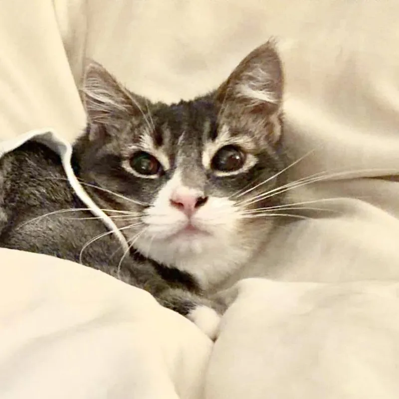 Presley thumbnail 2