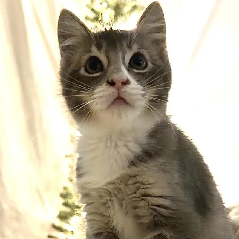 Presley thumbnail 3