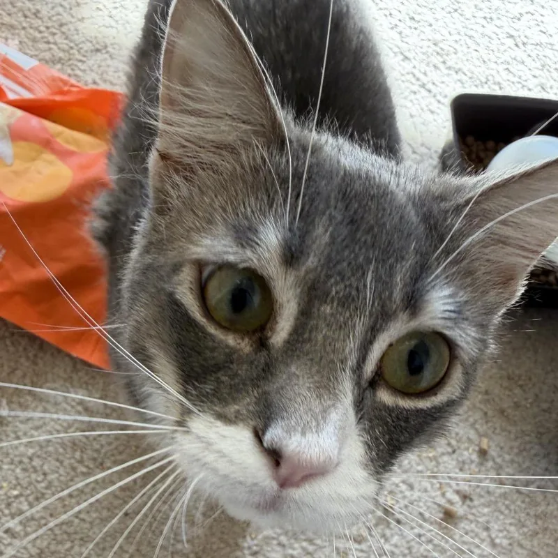 Presley thumbnail 4