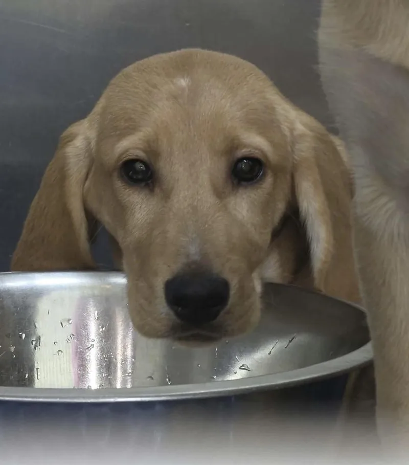 A baby large-sized male Labrador Retriever dog named Andy for adoption in Willingboro, NJ