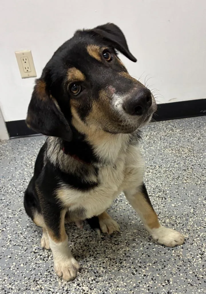 A baby medium-sized male Husky dog named Rocky for adoption in Seven Points, TX
